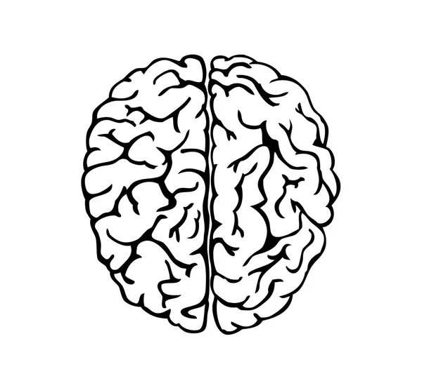 Cerebro humano para el diseño médico — Vector de stock