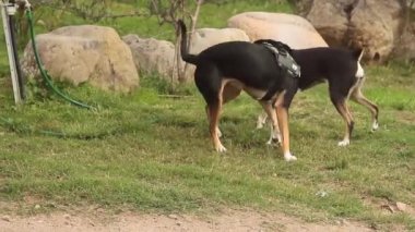 Siyah K9 polis köpeği yeşil bir çayırda başka bir köpekle oynuyor.