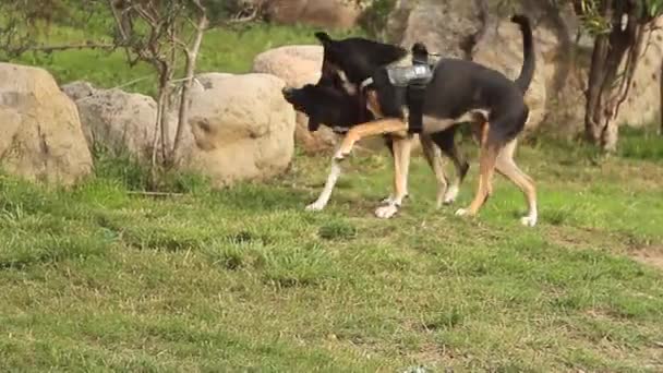 Preto k9 policial cão jogando livre em conjunto com outro cão em um prado verde — Vídeo de Stock