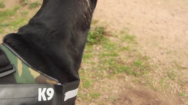 Närbild av en svart k9 polishund avsikt att observera framför honom — Stockvideo