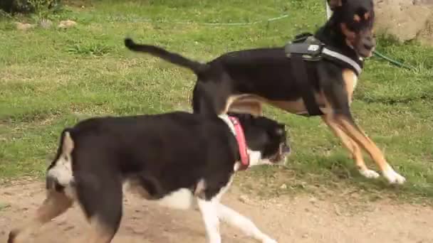 Siyah K9 polis köpeği yeşil bir çayırda başka bir köpekle oynuyor. — Stok video