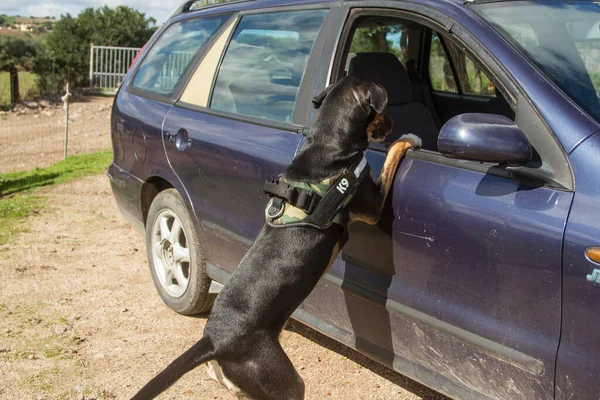 K9 police dog ready to climb on the glass of a car to search for drugs or attack — Stock Photo, Image