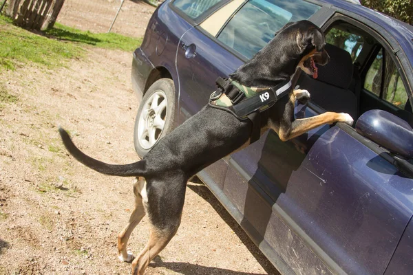 K9 police dog ready to climb on the glass of a car to search for drugs or attack — Stock Photo, Image