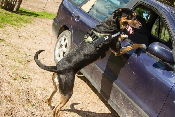 K9 perro policía listo para subir en el cristal de un coche para buscar drogas o ataque Imagen De Stock