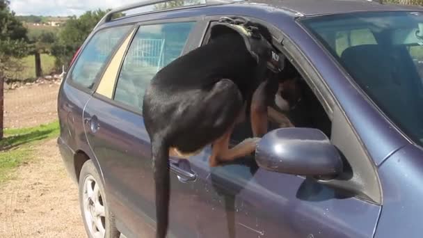 K9警察犬は薬を探したり攻撃したりするために車のガラスに登る準備ができています — ストック動画