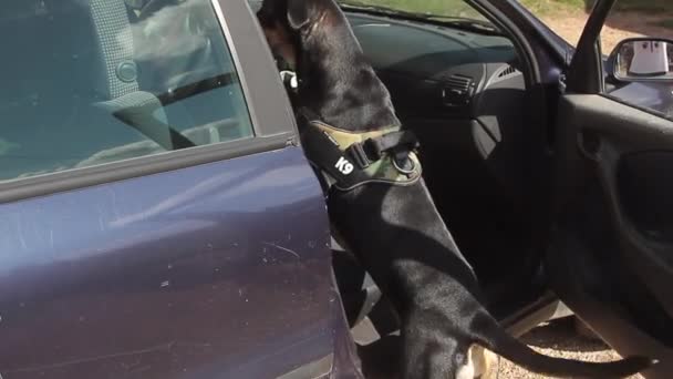 Собака полиции К9 готова залезть на стекло машины, чтобы найти наркотики или напасть — стоковое видео