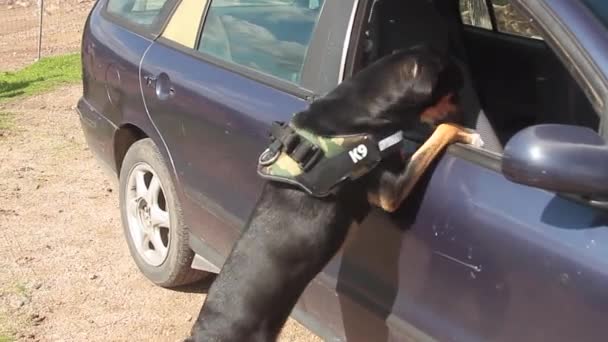 K9 pies policyjny gotowy do wspinaczki na szybę samochodu w poszukiwaniu narkotyków lub ataku — Wideo stockowe