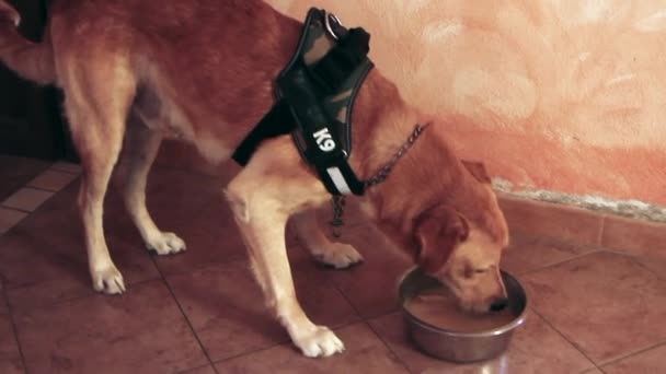 Polis hund ras labrador k9 äter i sin stålskål — Stockvideo