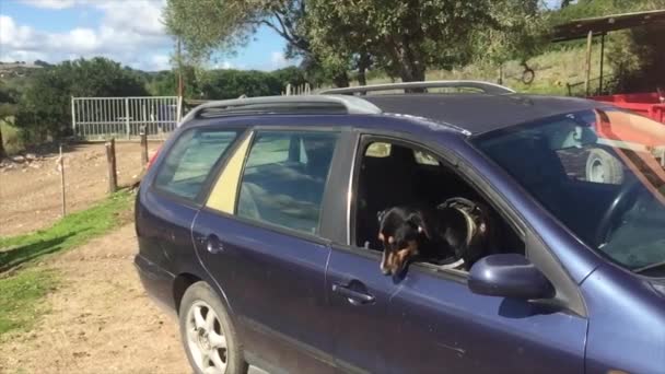 K9 police dog ready to climb on the glass of a car to search for drugs or attack — Stock Video