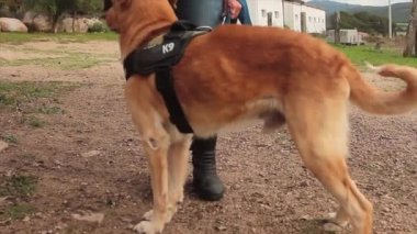 K9 köpeği, polis tarafından çıtır çıtır ile ödüllendiriliyor.