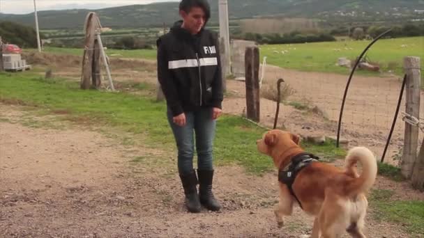 K9 hund belönas med en knaprig av poliskvinna — Stockvideo