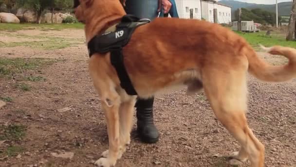 K9 hund belönas med en knaprig av poliskvinna — Stockvideo
