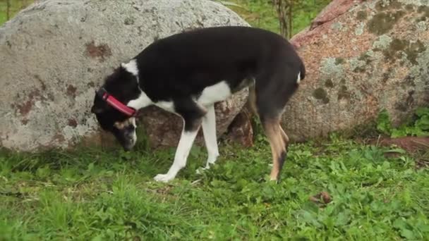 Cane di razza mista vomito con sforzi di vomito — Video Stock