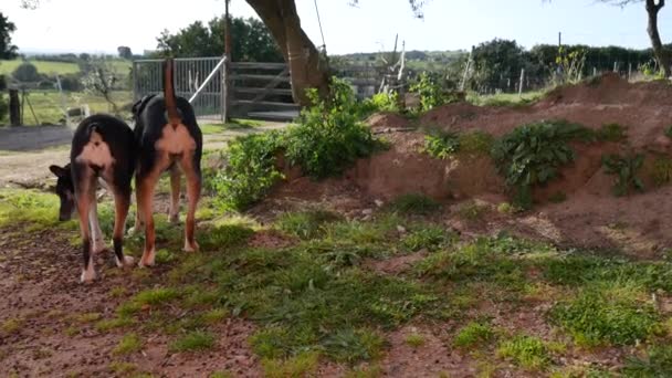 Siyah uyuşturucu K9 Rottweiler benzeri köpek etrafta dolaşıyor ve kürklerini sallıyor. — Stok video