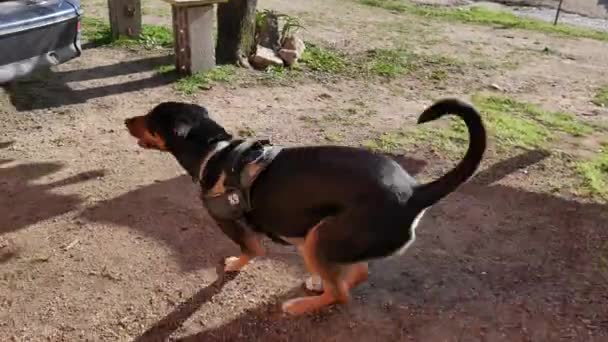 Rottweiler ve Labrador cinsine benzeyen k9 köpeği arabanın bagajına atlıyor. — Stok video