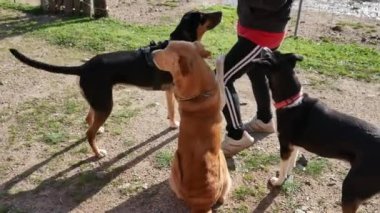 Köpek k9 safkan Rottweiler 'a benzer. Bisküvi ödülünü bekliyor.