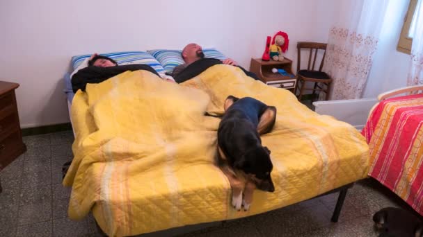 Husband and wife sleeping in bed with a dog seen in time lapse — Stock Video