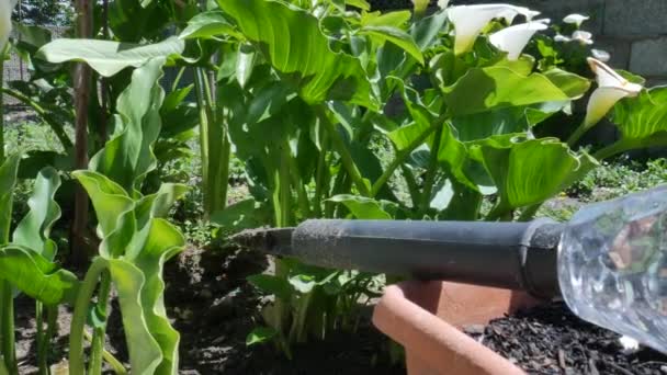 Nahaufnahme von Solargartenleuchten mit dem Solarmodul im Garten — Stockvideo