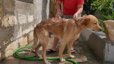 Golden Retriever köpekleri, şampuan ve suyla bahçede yıkanır. 