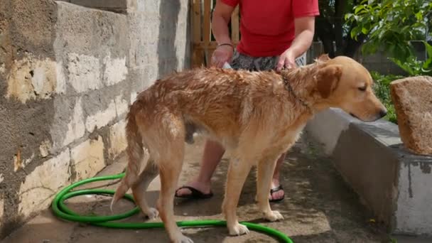 Bathing golden retriever breed dog in the garden with shampoo and water — Stock Video