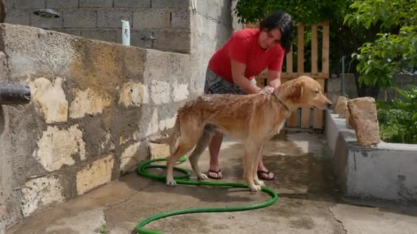 Kąpiel golden retriever rasy pies w ogrodzie z szamponem i wodą — Wideo stockowe