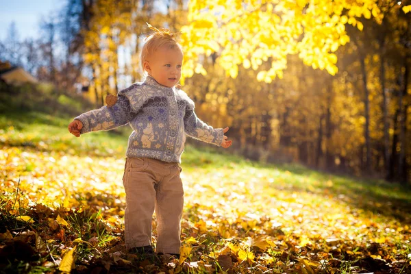 一个小男孩在玩树叶在秋天的树林针织毛衫. 图库照片