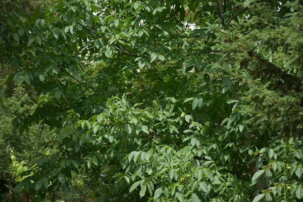 Green Foliage Summer Trees Leaves — Foto de Stock