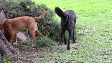 Ormandaki kırmızı köpek parkta dışkı yiyor.,