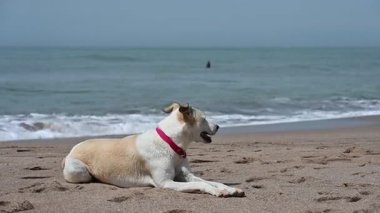 Sahilde güzel beyaz bir köpek oynuyor.