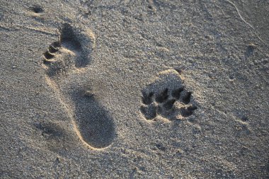 Kumsalda insan ve hayvanın ayak izleri.