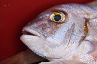 Taze balık kırmızı kovada yan yana yatıyor.