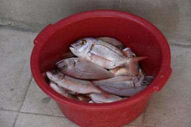 Taze balık kırmızı kovada yan yana yatıyor.