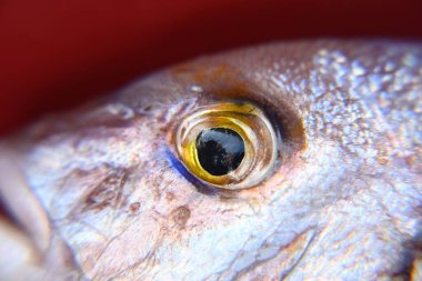 Taze balık kırmızı kovada yan yana yatıyor.