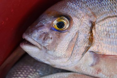 Taze balık kırmızı kovada yan yana yatıyor.