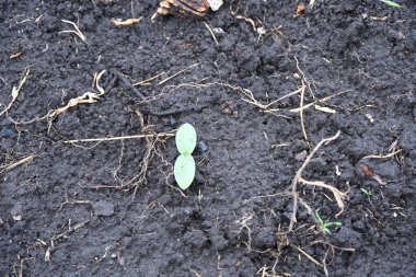 Koyu yeşil topraktan çıkan küçük yeşil bitki.