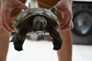 Bir salyangoz kaplumbağanın sırtına oturur.,