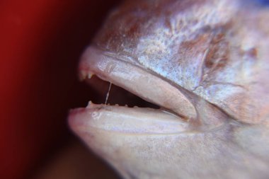 Dişleri ve doku detaylarını gösteren balık ağzının kapatılması