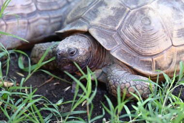 Kaplumbağa yeşil çimlerin ve toprağın arasında dinleniyor.