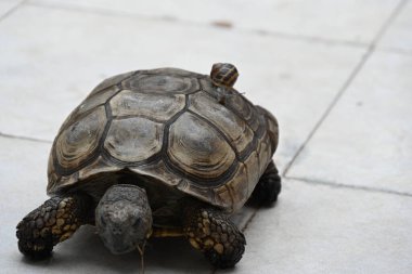 Kaplumbağa, açık renkli yüzeyde yavaşça yürüyor.