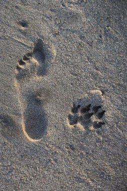 Kumlu sahil yüzeyinde insan ve hayvanın ayak izleri.