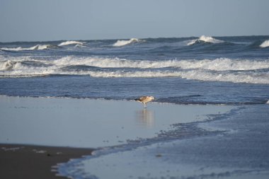 Kuş, okyanus dalgalarının yanında ıslak kum üzerinde yürüyor