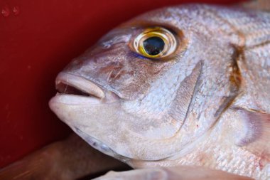 Gözünü ve ağzını gösteren balıklara yakın çekim