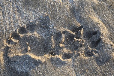 Pençe izleri kumlu sahil yüzeyinde gün ışığında görülebilir.