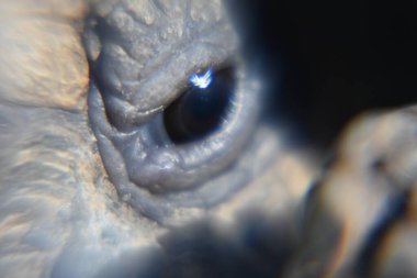 Kaplumbağa meyve ve sebze yer.,