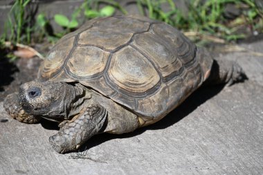 Kaplumbağa meyve ve sebze yer.,