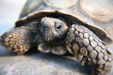 Kaplumbağa meyve ve sebze yer.,