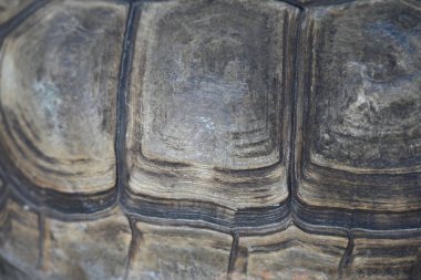 Kaplumbağa meyve ve sebze yer.,