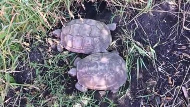 Bir salyangoz kaplumbağanın sırtına oturur.,