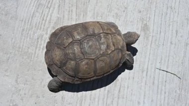 Bir salyangoz kaplumbağanın sırtına oturur.,