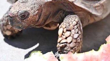 Bir salyangoz kaplumbağanın sırtına oturur.,